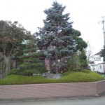 東松山市Ｗ様邸庭木の剪定4
